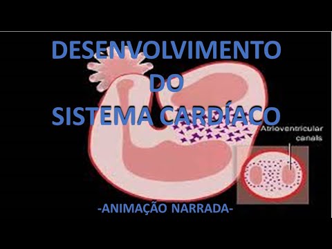 EMBRIOLOGIA CARDÍACA  - Desenvolvimento do coração - Animação narrada
