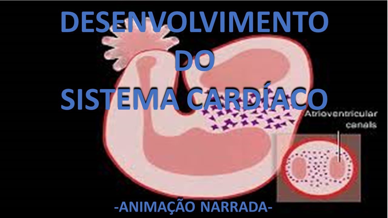 EMBRIOLOGIA CARDÍACA  - Desenvolvimento do coração - Animação narrada