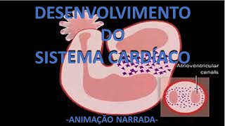 EMBRIOLOGIA CARDÍACA  - Desenvolvimento do coração - Animação narrada