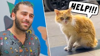 Yaralı Kedi Veterinerden Yardım İstiyor! (Sokak Kedisi İyileştirmek!)