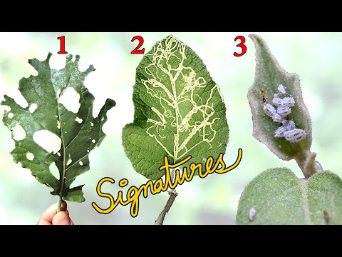 WHAT IS EATING MY PLANTS? 👺 | Common Garden Pest Control using Leaf Signatures