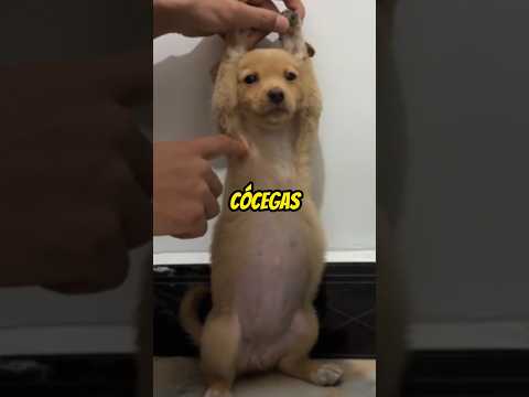 Os Cachorros Sentem Cócegas?
