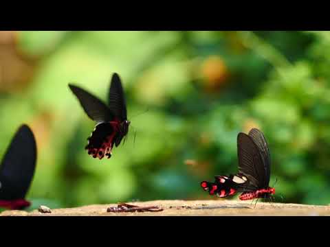 アルクメノールアゲハの吸水　Papilio alcmenor