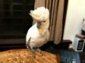 Parrot Dancing Gangnam Style