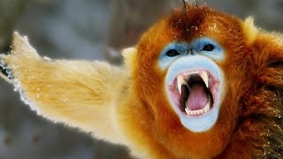 Filming The Yeti | Wild Stories | BBC Earth