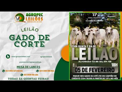 agropecleiloes.com LEILÃO GADO DE CORTE | TERRA PRÓSPERA LEILÕES-ALVORADA-TO 05/02/2026