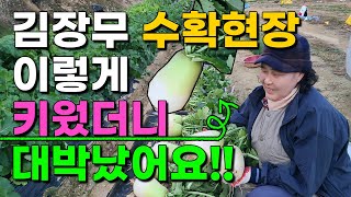 김장무 수확현장 늦게 심은무가 이렇게나 큰것 처음봅니다 김장무 김장배추 수확
