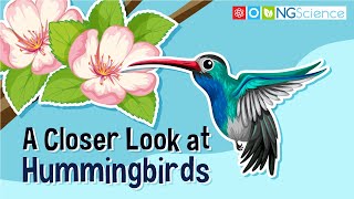 Hummingbirds – A Closer Look
