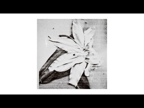 SAMMii - Lily (Official Lyric Video)