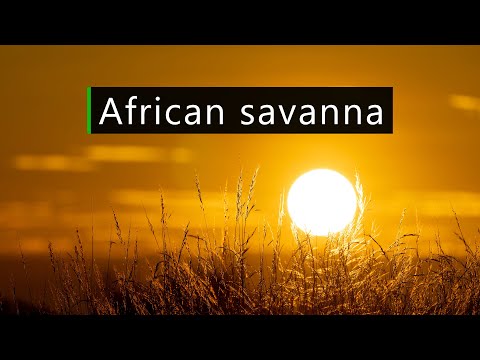 Sunset in the African bush - Nature and wildlife sounds