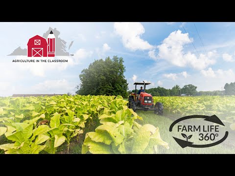 Farm Life 360 - Virginia Tobacco