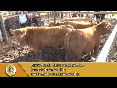 19-06-18 Venta de Gordo - Pedro y Raul Alonso Ganados S.A. - Tandil