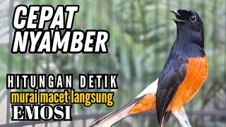 Download lagu murai batu FIGHTER BONGKAR ISIAN !! Ampuh buat PANCINGAN murai batu lain jadi EMOSI FIGHTER mp3 Download lagu murai batu FIGHTER BONGKAR ISIAN !! Ampuh buat PANCINGAN murai batu lain jadi EMOSI FIGHTER mp3