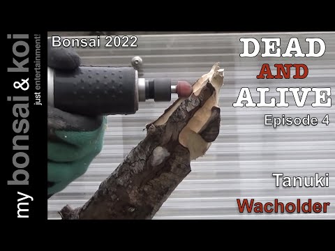 Bonsai 2022-28 - DEAD AND ALIVE - Episode 4 - Tanuki - Wacholder - Der Halbmond - Part II