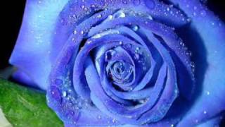 UNA ROSA BLU Gloria Trevi R M