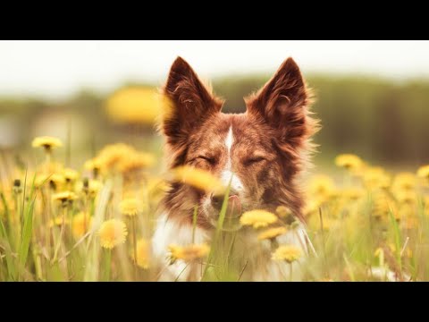Dwylch Crossfire "Loimu" 🦊 border collie agility unofficial beginners class