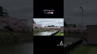 五稜郭公園の桜を見に行ってきました！2025.04.28