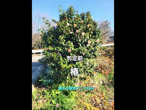 ゴムバンドまたはガムバンド 枝のサポート 果樹の方法 アドバイス 庭のリンゴの木 ワイヤー 鉄のスラット 防止 ステープル釘 樹脂