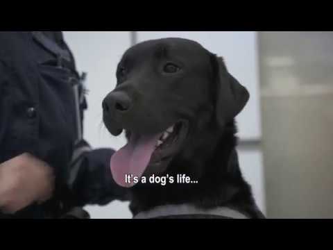 A day in the life of a customs sniffer dog