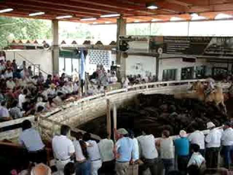 REMATE 63 ANIVERSARIO JAUREGUI LORDA