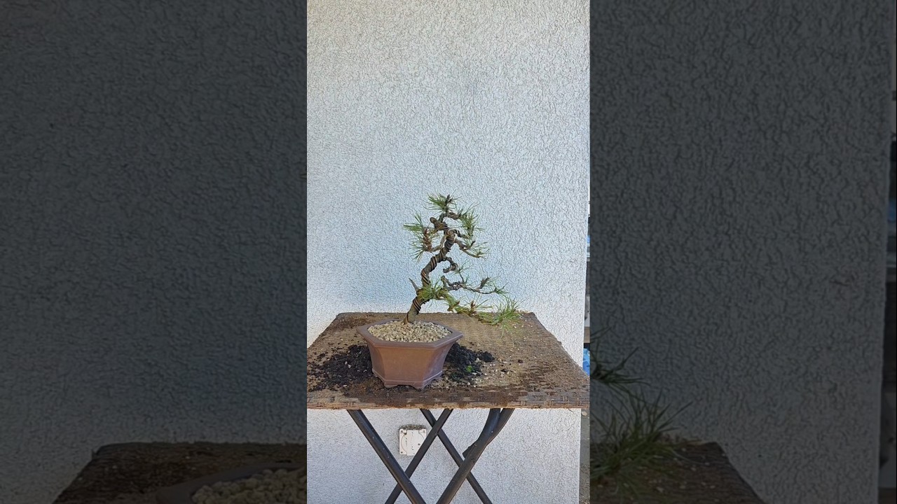 Small pinus🌲#bonsai #in #training #diy #channel
