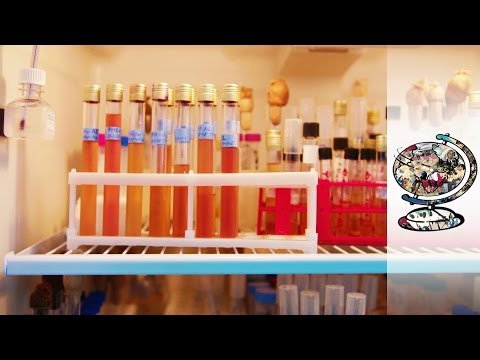 Und die Schuppenflechte ist ansteckend Der Tee puer bei der Schuppenflechte