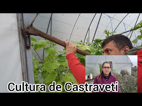 , title : 'Cum se prezinta Cultura de castraveti dupa 2 saptamani de ploi frig si umiditate'