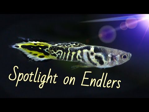 Endler livebearer — profil druhu a hodnotenie variet