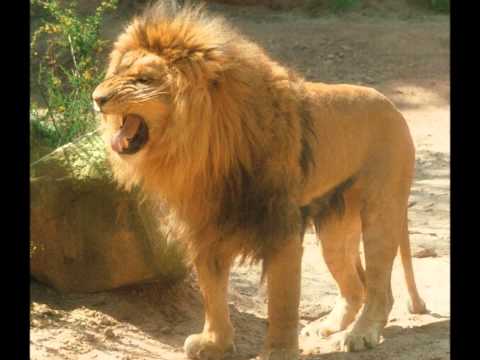 kine lam bamba ndindi