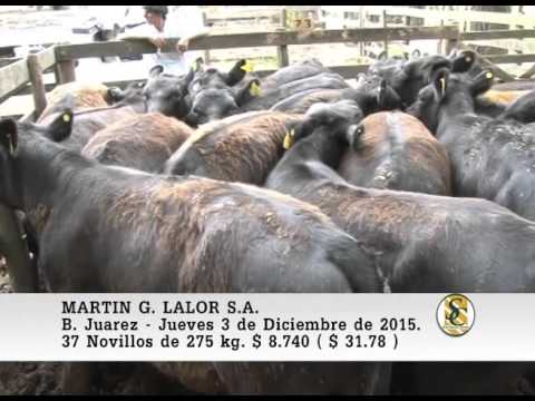 03-12-15 Ventas de Machos - Martìn G. Lalor S.A. - B. Juarez.