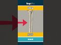 tibia - 胫骨 video thumbnail