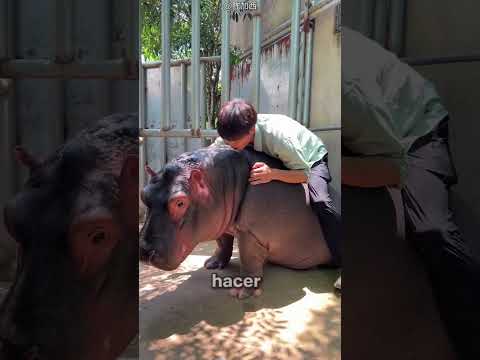 El misterio del hipopótamo rojo 🦛