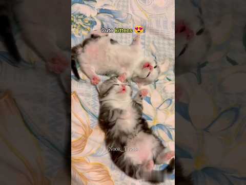 Cute kitten's pt.(4)😂😍 #subscribe #like s#cat #catmemes #catmemesfunny #catshorts #viral #shorts
