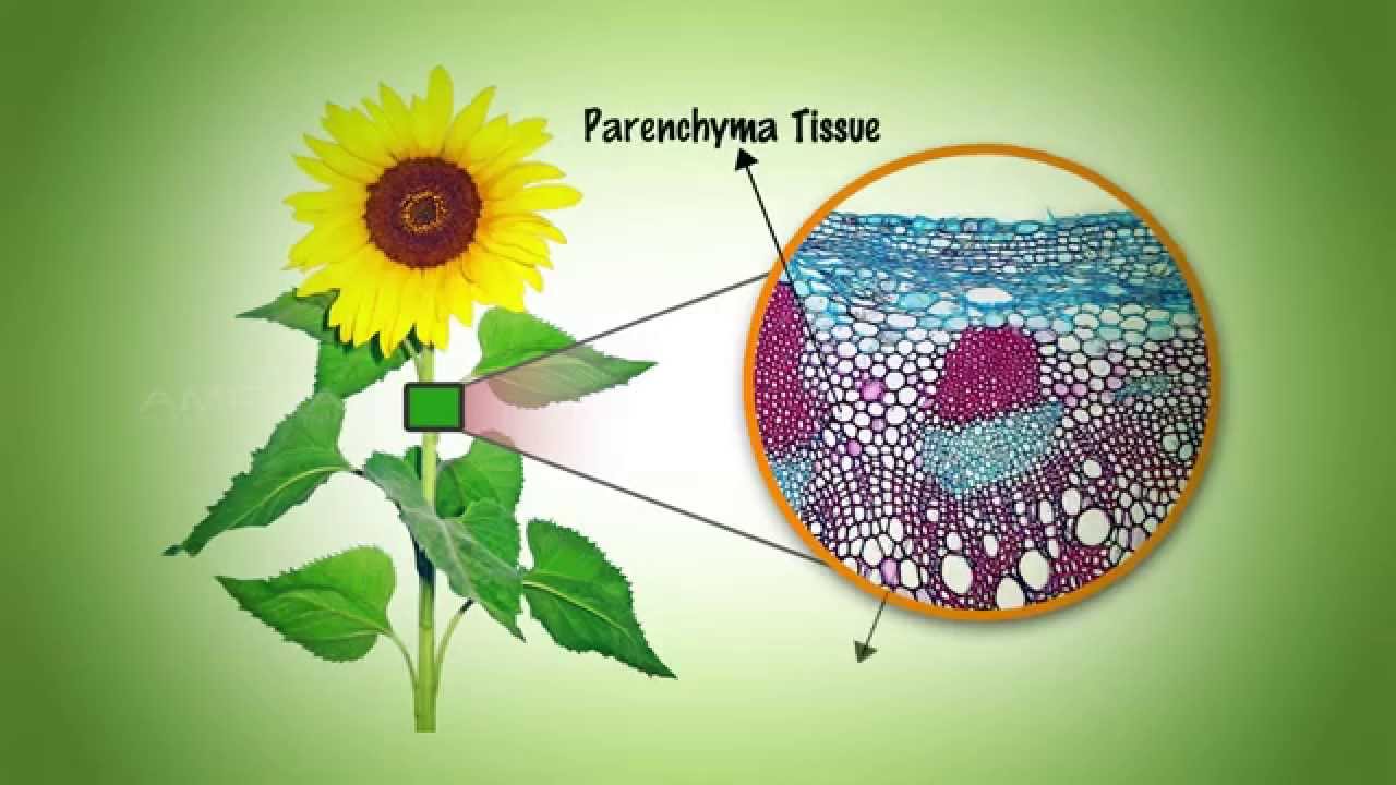 Plant and Animal Tissues - MeitY OLabs