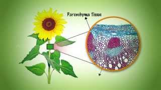 Plant and Animal Tissues - MeitY OLabs