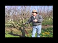How To Graft A Fruit Tree 