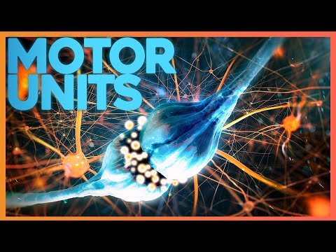 Motor Units: Where Nerve Meets Muscle | Corporis