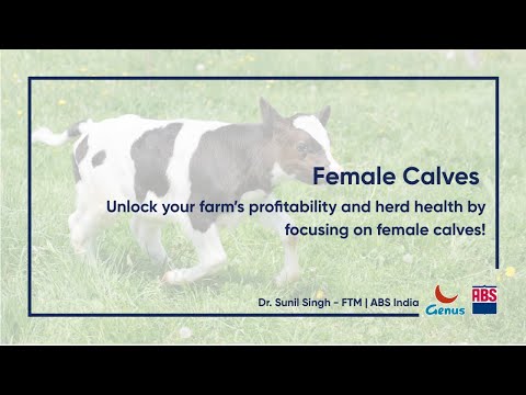 Female Calves: Key to Dairy Farm Profit | Nutrition, Insemination & Sire Selection