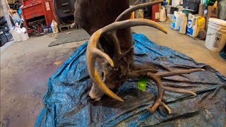 &quot;Long Tines&quot; 224 Pounds, 13 Points | Hunting the Rut in Maine