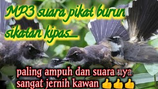 Download lagu suara pikat burung sikatan kipas@jahid channel mp3
