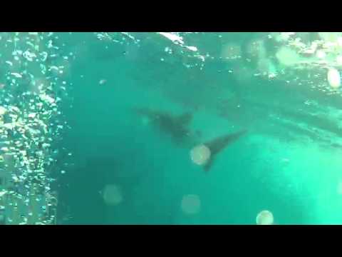Incoming Whale Shark - Ningaloo Reef
