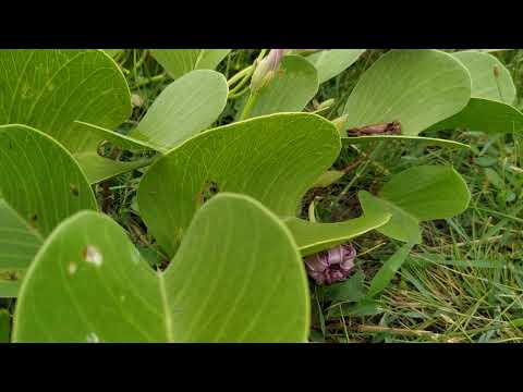 Bunga pink, || dipinggir pantai