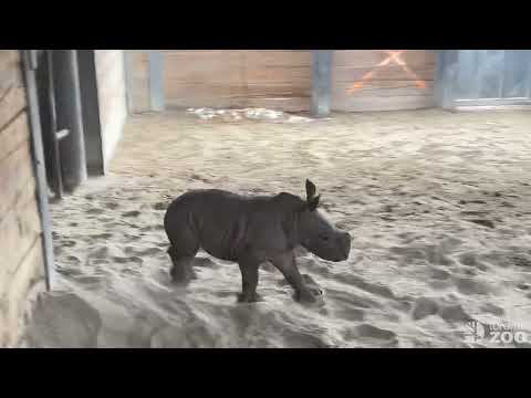 Baby Rhino Zoomies