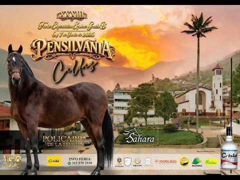 33 FERIA EXPOSICION EQUINA GRADO B PENSILVANIA-CALDAS- TROCHA Y GALOPE / TROCHA COLOMBIANA DIA 2.
