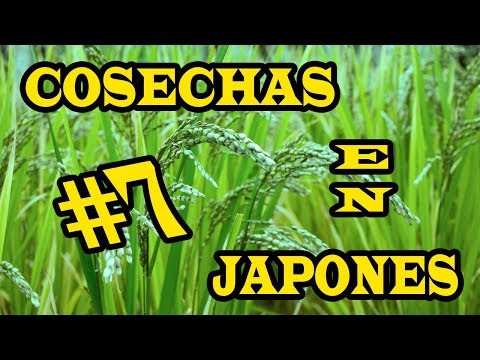 ¿Cómo se dice Manzana en Japonés? | El Rincon de Teshimide | Gambateando - Japones Para Todos