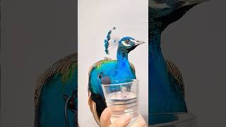 They saved a peacock in distress