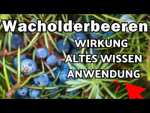 Juniper berries: effects, knowledge & use🌞