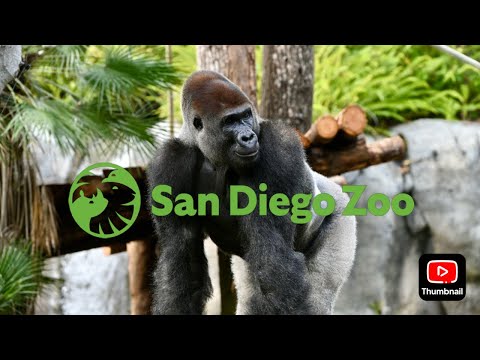 What I'm Looking Forward to in 2026 - San Diego Zoo