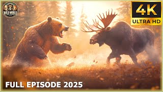 Download lagu THE GRIZZLY BEAR : Nature’s Most Unpredictable Predator in Action! | Animal Documentary mp3
