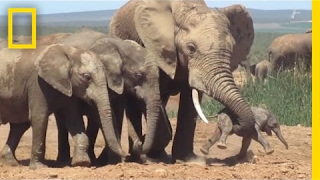 Shocking Footage of Baby Elephant Tossed Around by